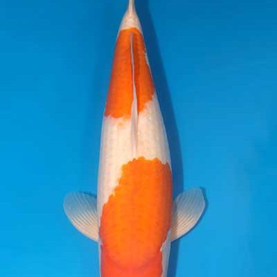 Kohaku - Koi (242754)