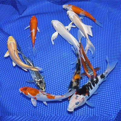 3 Fish Koi Pack (3 to 4 inches)
