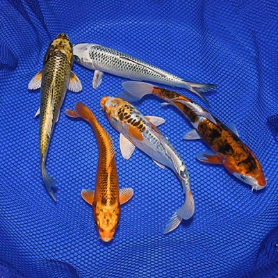 100 Fish Koi Pack (3 to 4 inches)