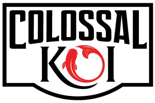 Colossal Koi