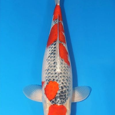 Goshiki – Koi (242848)