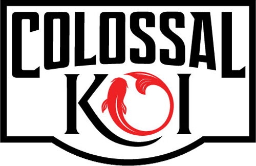 Colossal Koi