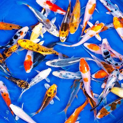 50 Fish Koi Pack (4 to 5 inches)