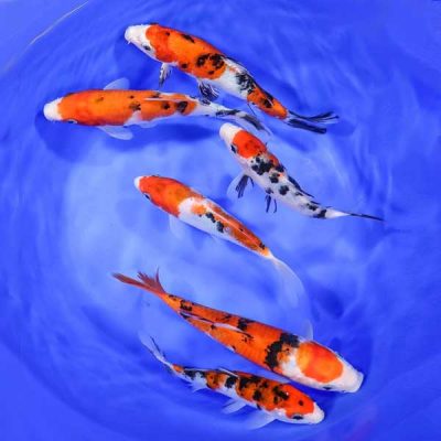 25 Fish Koi Pack (5 to 6 inches)