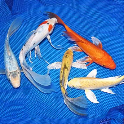 5 Fish Koi Pack (8 to 10 inches)