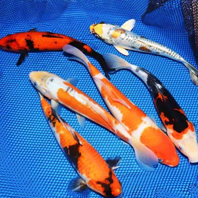 3 Fish (10 to 12 inches)