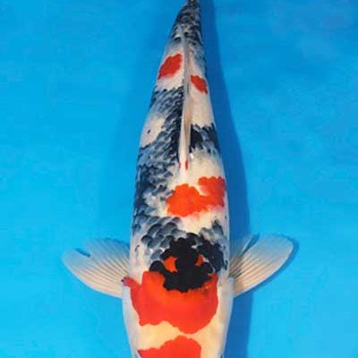 Showa – Koi (242842)