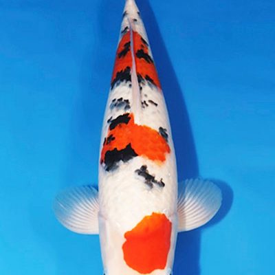 Taisho Sanke - Koi (242798)
